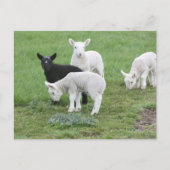 Carte Postale Les moutons noirs (Devant)