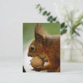 Carte Postale Les Noisettes Sont Plus Faciles (Debout devant)