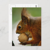 Carte Postale Les Noisettes Sont Plus Faciles (Devant / Derrière)