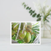 Carte Postale Les noix de coco sur palmier (Debout devant)