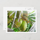 Carte Postale Les noix de coco sur palmier (Devant / Derrière)