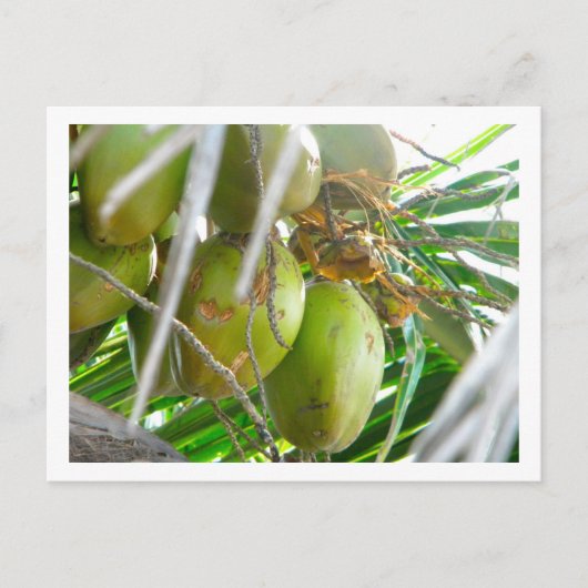 Carte Postale Les noix de coco sur palmier (Devant)