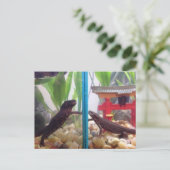 Carte Postale Les nouveaux arrivants (Debout devant)