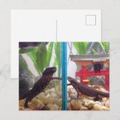 Carte Postale Les nouveaux arrivants (Devant / Derrière)