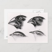 Carte Postale Les observations d'oiseaux de Darwin (Devant / Derrière)