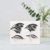 Carte Postale Les observations d'oiseaux de Darwin (Debout devant)