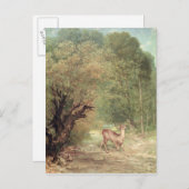 Carte Postale Les Oeuf de poisson-Cerfs communs chassés sur (Devant / Derrière)