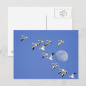 Carte Postale Les oies de neige effectuent le vol au lac NWR (Devant / Derrière)