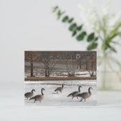 Carte Postale Les Oies du Canada se tiennent à droite (Debout devant)