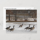 Carte Postale Les Oies du Canada se tiennent à droite (Devant / Derrière)