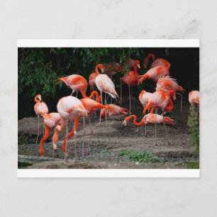 Carte Postale Les oiseaux de plage tropicaux Flamants roses de d