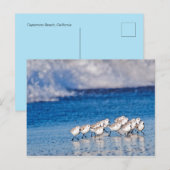 Carte Postale Les oiseaux qui courent le long des vagues sur la (Devant / Derrière)