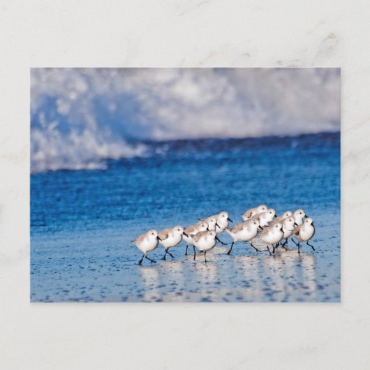 Carte Postale Les oiseaux qui courent le long des vagues sur la (Devant)