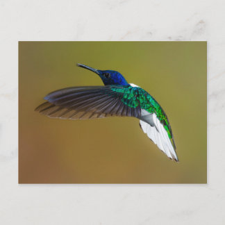 Carte Postale les oiseaux sont les seuls animaux à avoir des plu