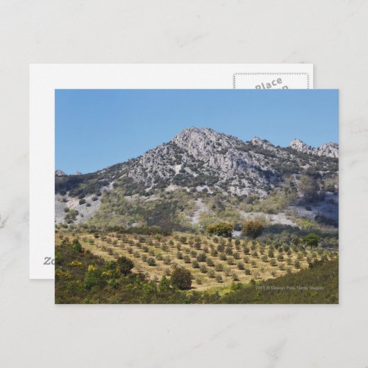 Carte Postale Les Oliviers (Devant / Derrière)