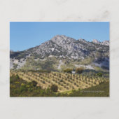 Carte Postale Les Oliviers (Devant)