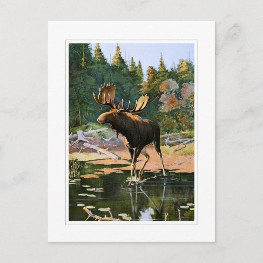 Carte Postale Les orignaux (Devant)