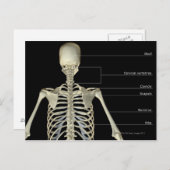 Carte Postale Les os du haut du corps (Devant / Derrière)