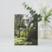 Carte Postale Les palmiers de Boca Chica (Debout devant)