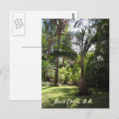 Carte Postale Les palmiers de Boca Chica (Devant / Derrière)