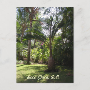 Carte Postale Les palmiers de Boca Chica
