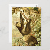 Carte Postale Les parcelles Vintages et le perroquet dans la jun (Devant / Derrière)