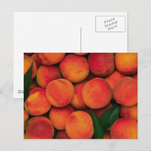 Carte Postale Les pêches (Devant / Derrière)