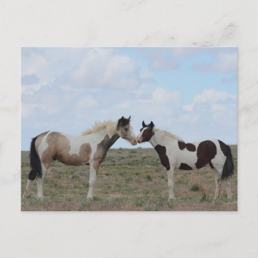 Carte Postale Les peintures (Devant)