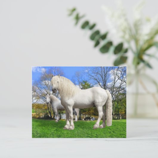 Carte Postale "Les Percherons" (Debout devant)