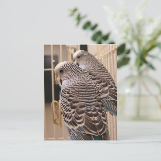 Carte Postale Les perroquets (Debout devant)