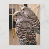 Carte Postale Les perroquets (Devant)