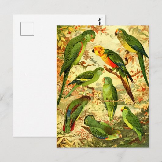 Carte Postale Les perroquets (Devant / Derrière)