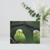 Carte Postale Les perroquets (Debout devant)