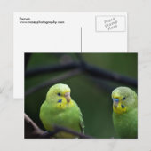 Carte Postale Les perroquets (Devant / Derrière)