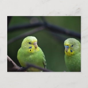 Carte Postale Les perroquets