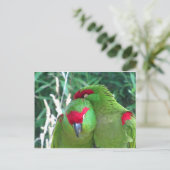 Carte Postale Les perroquets (Debout devant)