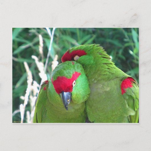 Carte Postale Les perroquets (Devant)