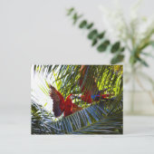 Carte Postale Les perroquets dans les palmiers (Debout devant)