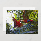 Carte Postale Les perroquets dans les palmiers (Devant / Derrière)