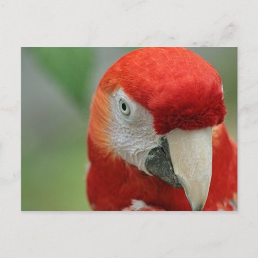 Carte Postale Les perroquets des Caraïbes (Devant)