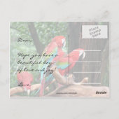 Carte Postale Les perroquets Fête des pères heureuse (Dos)