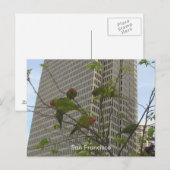 Carte Postale Les perroquets sauvages de Telegraph Hill (Devant / Derrière)