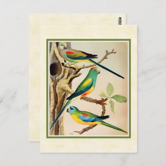 Carte Postale Les perroquets tropicaux vintages (Devant / Derrière)