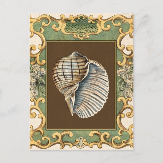 Carte Postale Les petites coquilles de sirène (Devant)