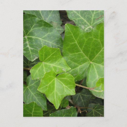 Carte Postale Les photos de Shell (Devant)