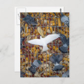 Carte Postale Les pigeons attrapent le maïs (Devant / Derrière)