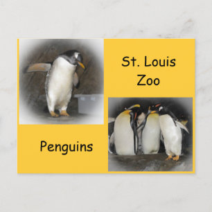 Carte Postale Les pingouins au zoo