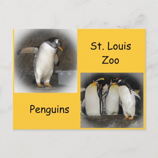 Carte Postale Les pingouins au zoo (Devant)