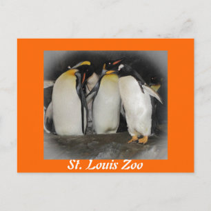 Carte Postale Les pingouins au zoo