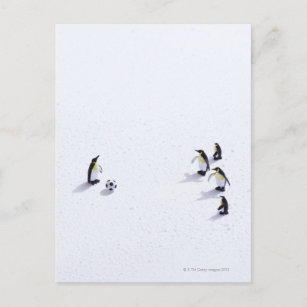 Carte Postale Les pingouins jouant au football